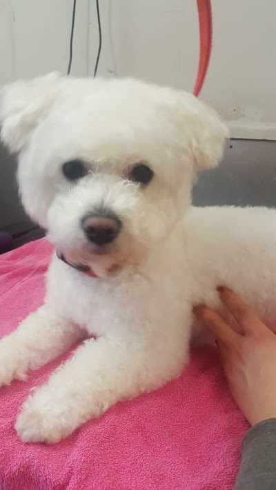 Grooming Van Image