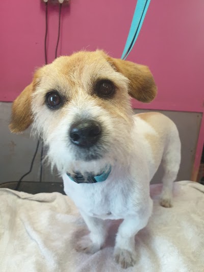 Grooming Van Image
