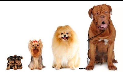 Perfect Dogs Grooming Parlour