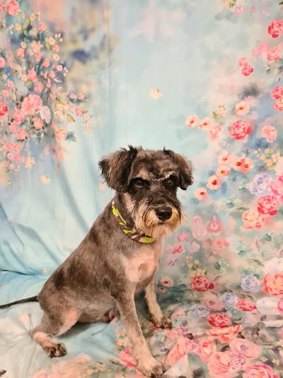 Grooming Van Image