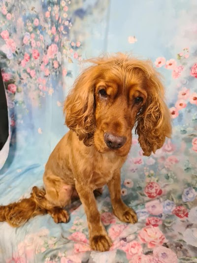 Grooming Van Image