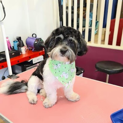 Grooming Van Image