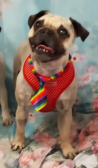 Grooming Van Image
