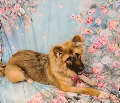 Grooming Van Image