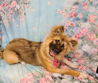 Grooming Van Image