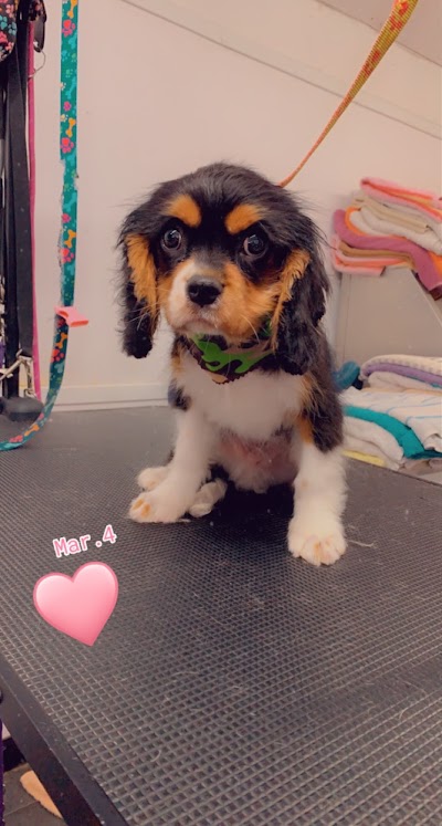 Grooming Van Image