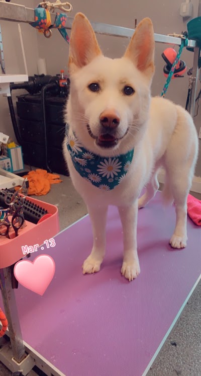 Grooming Van Image