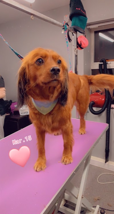 Grooming Van Image