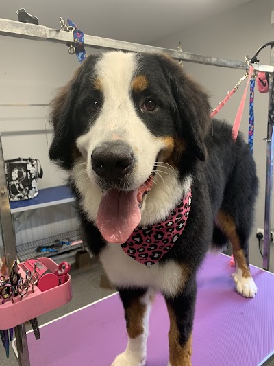 Posh Pooches Dog Groomers Connswater