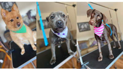 Power Pups Grooming