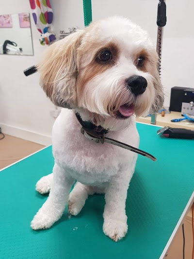 Grooming Van Image