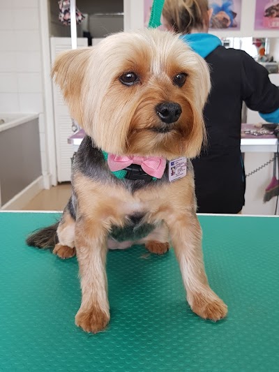 Grooming Van Image