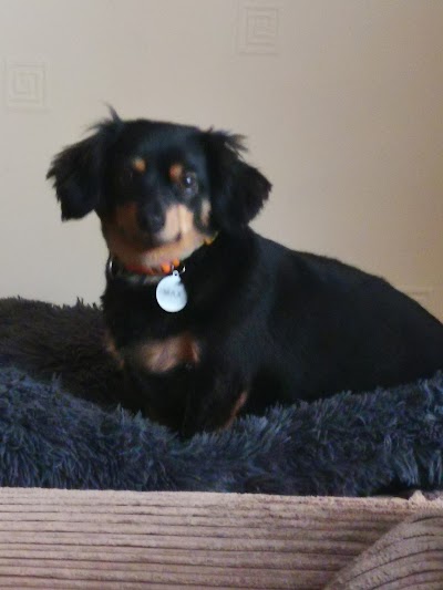 Grooming Van Image