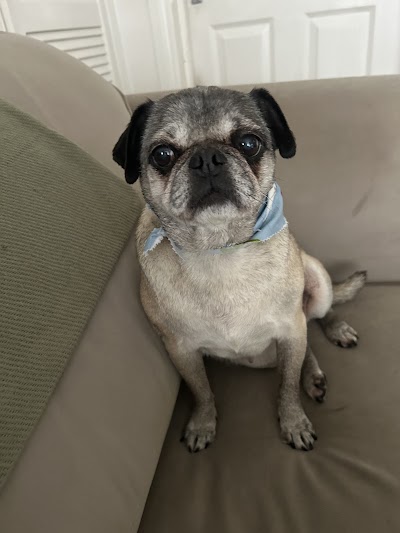Grooming Van Image