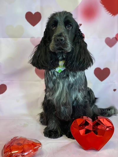 Grooming Van Image