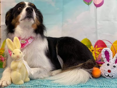 Grooming Van Image