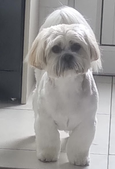Grooming Van Image