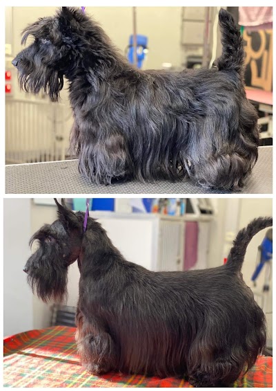 Grooming Van Image