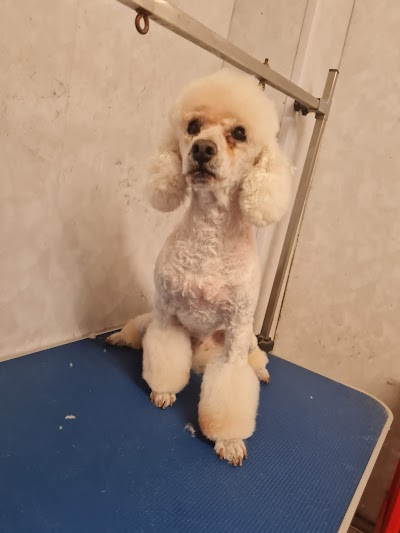 Grooming Van Image