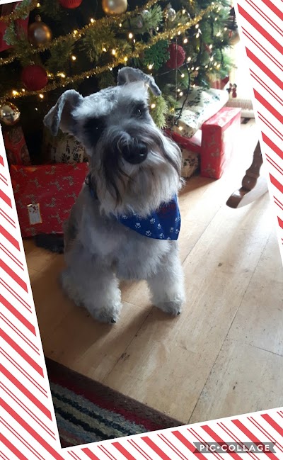 Grooming Van Image