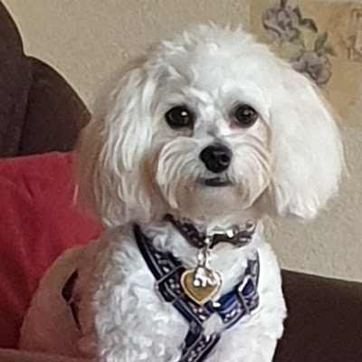 Grooming Van Image