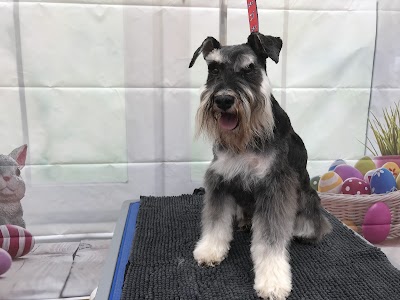 Waggytails Dog Grooming