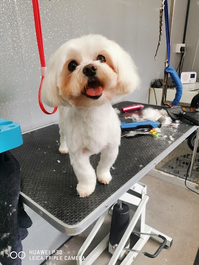 A-Sta Dog Grooming
