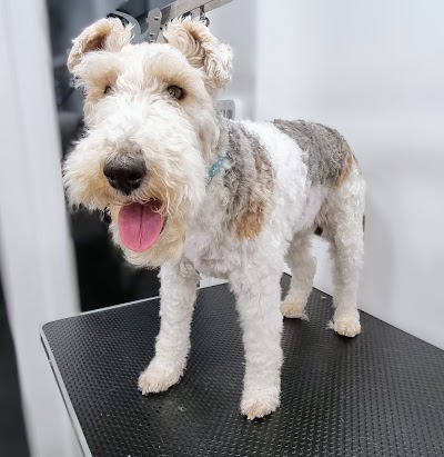 Grooming Van Image
