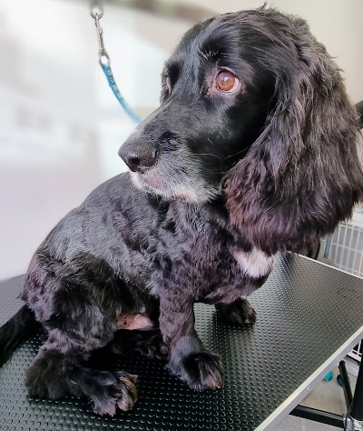 Grooming Van Image