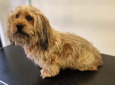 Grooming Van Image