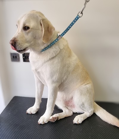 Grooming Van Image