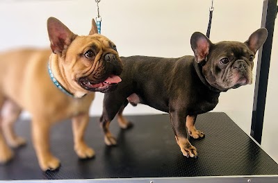Grooming Van Image