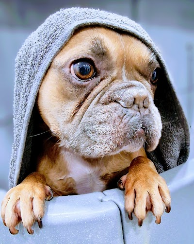 Grooming Van Image