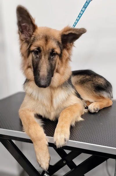 Grooming Van Image