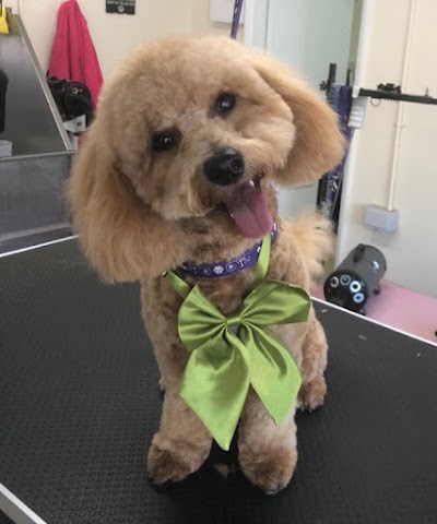 Barks N Bows Dog grooming And Self Service Dog Wash