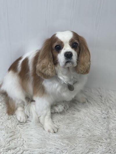 Grooming Van Image