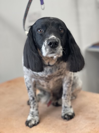 Grooming Van Image