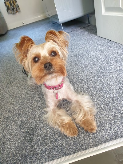 Grooming Van Image