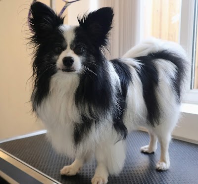 Grooming Van Image