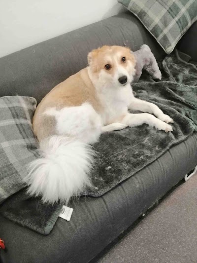 Grooming Van Image