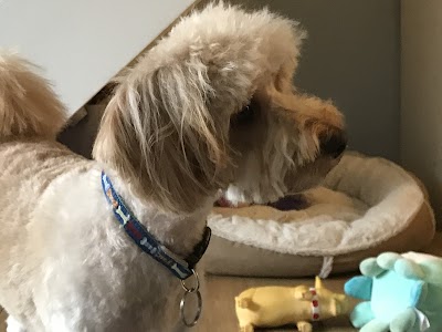 Grooming Van Image
