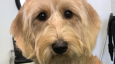 Grooming Van Image
