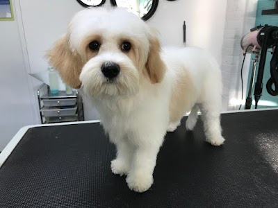Best Buddy Dog Groomers Burntwood - Dog Grooming Burntwood