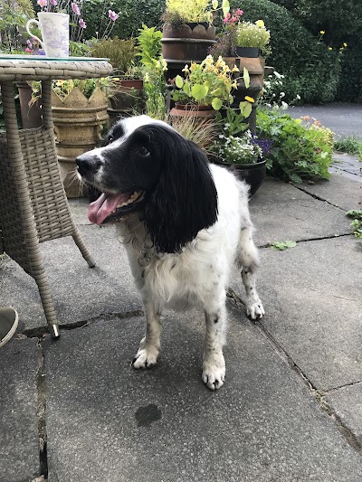 Bobbies Dog Grooming