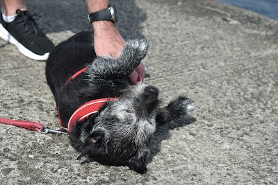 Grooming Van Image