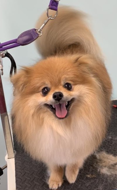 Grooming Van Image