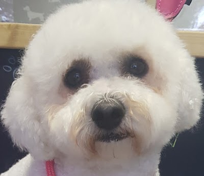 Grooming Van Image