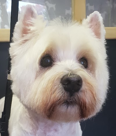 Grooming Van Image