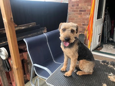 Cams Mobile Dog Grooming