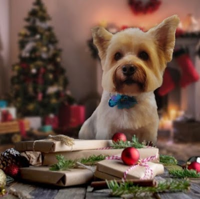 Grooming Van Image